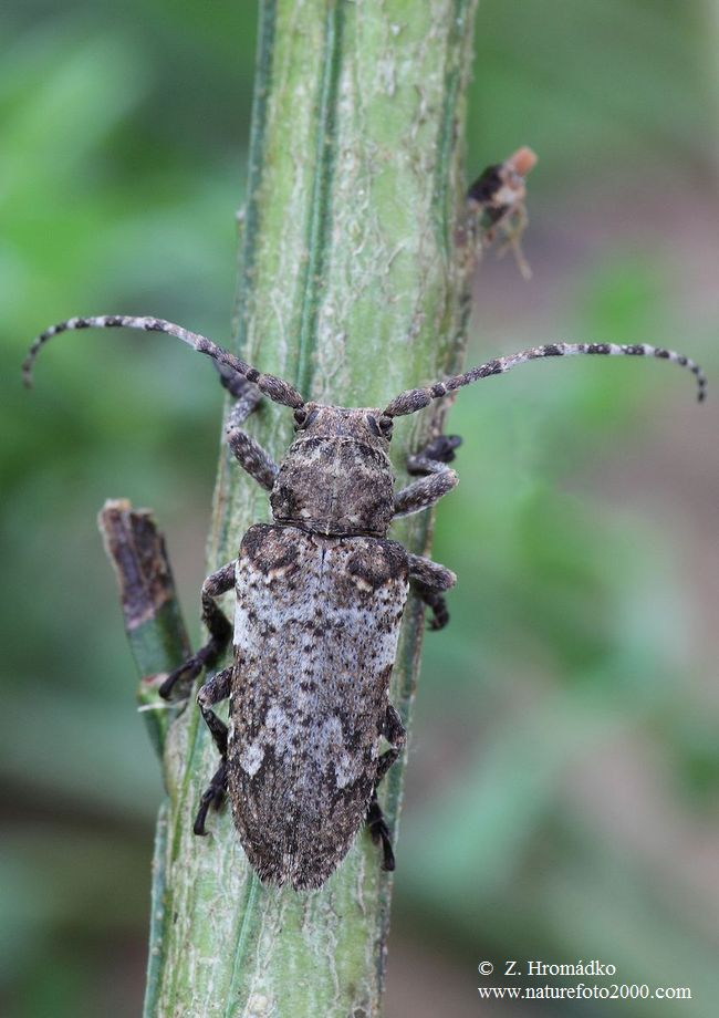 tesařík, Niphona picticornis, Mulsant, 1839 (Brouci, Coleoptera)